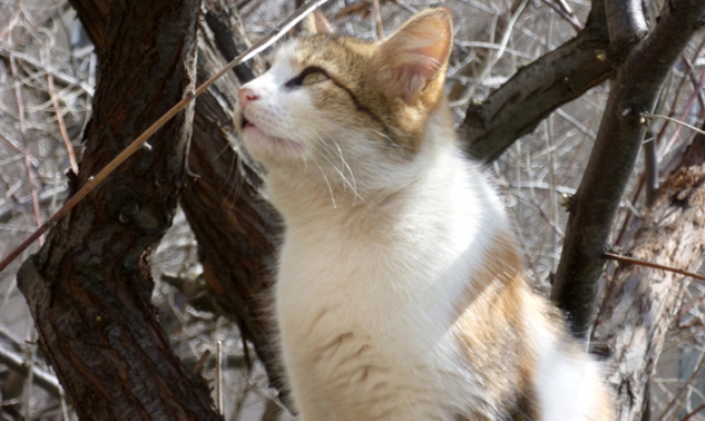 Пушистый страж и кормилец - Владимир Васильевич Коркош