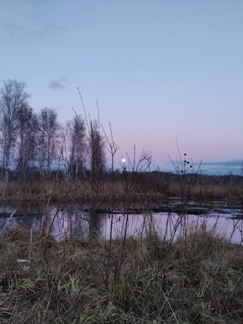 Утиная охота - Алексей Бухаров