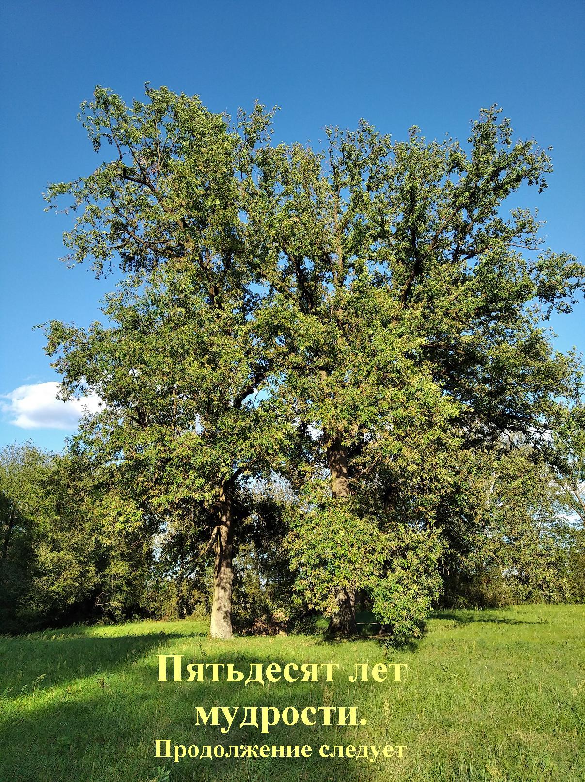 Пятьдесят лет мудрости. Продолжение следует - Коллектив авторов -- Афоризмы